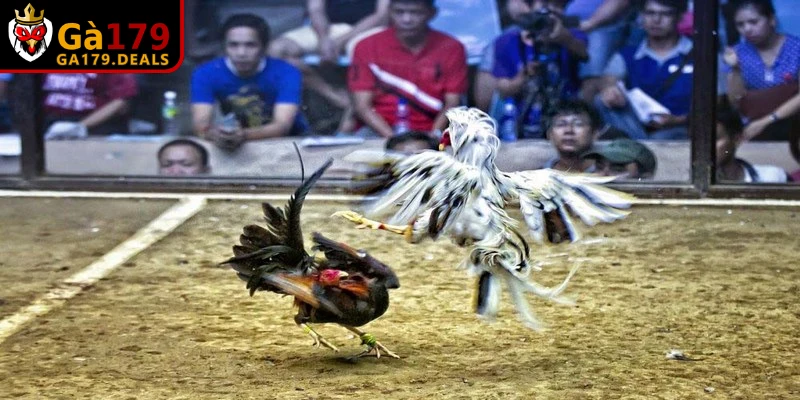 Các quy định chi tiết và cụ thể trong cách chơi đá gà