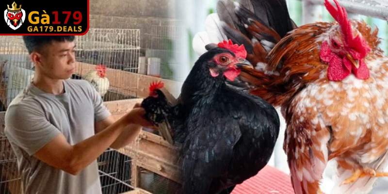 Tập lực cho gà chọi là các bài tập chuyên biệt nhằm phát triển nhóm cơ đùi